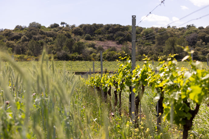 L'agroécologie au cœur de la filière viti-vinicole de Provence